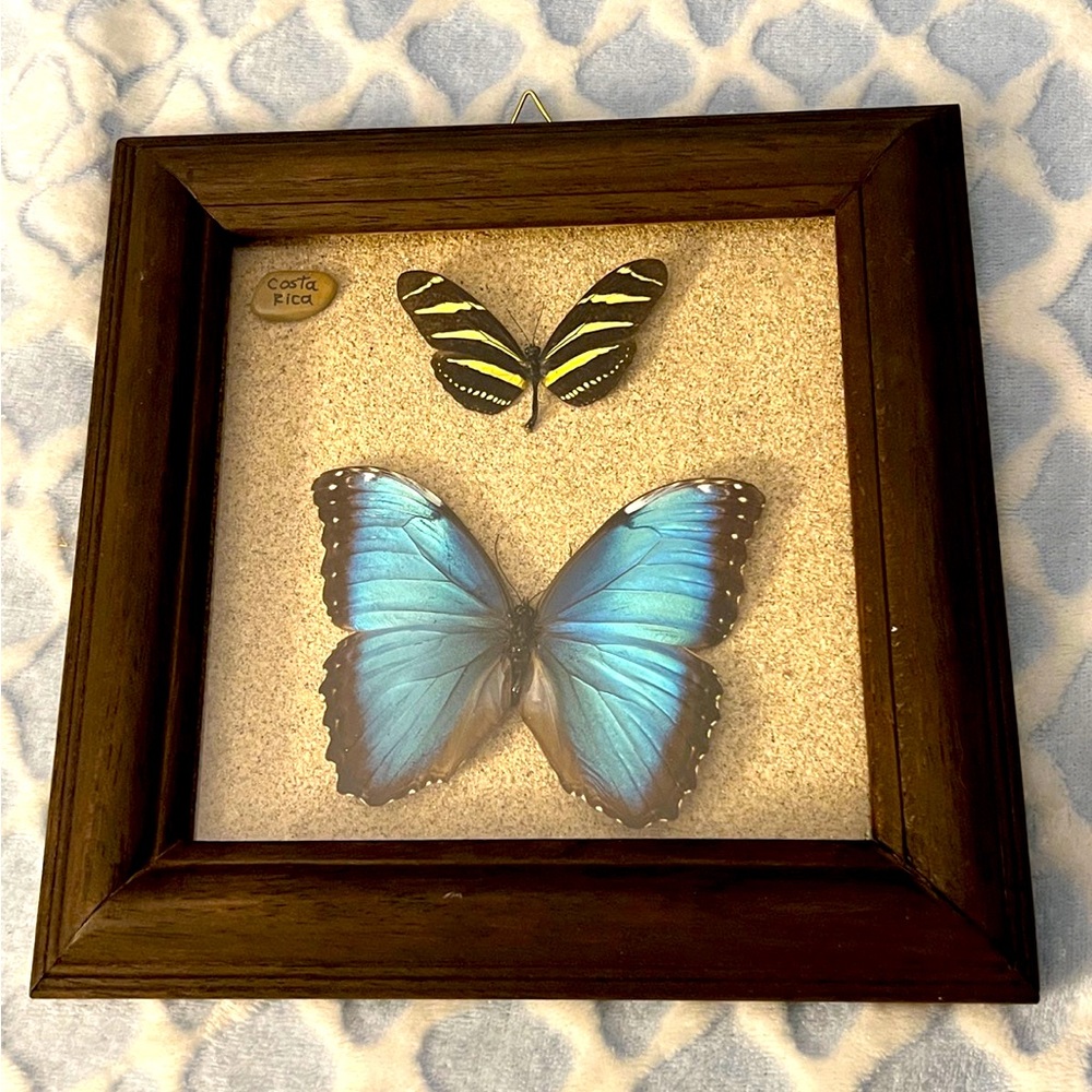 Butterfly Taxidermy Framed Art